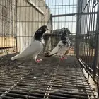 زوج تيدي صافي