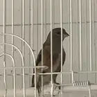 حسون يمني كبيس كناري تم البيع
