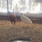 دجاج بلدي
