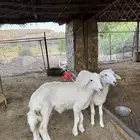 طلي ورخل توأم تم البيع