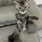 قط ذكر النوع شيرازي العمر 5 شهور أليف يحب العب