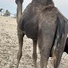 ناقة قصب