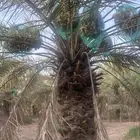 ثمرة تمر خلاص