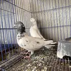 للبيع حمام باكستاني