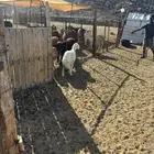 الشمسي طريق الخواجات