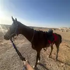 فرسه شعبيه