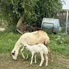 نعجه منتوج