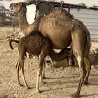 خلفه حمراء للبيع