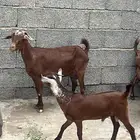 2غنم يتبعها 2ذكران