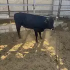 عجل يويسري للبيع