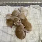 الحلقه