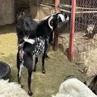 تيس للبيع