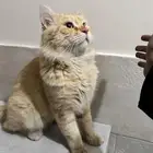 وجدت قط مفقود