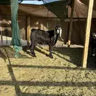 تيس مندي وعنز متبع
