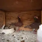 للبيع جوز كارير (بفخروخه )