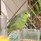 أنثى ببغاء باروتليت