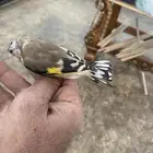 حسون فرخ سوري تم البيع