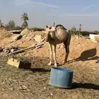 للبيع قعود لقي مهجن طابع يركب عليه الصغير والكبير مشروط