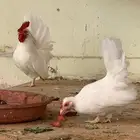 دجاج جابانيز ( تم البيع )