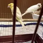 جوز كناري