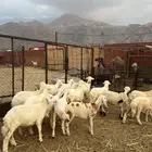 طليان ورخال