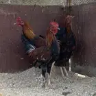 ديكه بلدي كفو