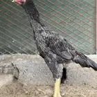 ديك شامو الماني