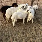 بهم طيب شحم