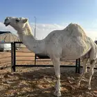 ضريب طيبه للبيع