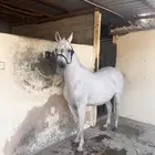 فرس واهو منتجه وا انتاج فاخر