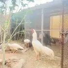 طقم دجاج باكستاني
