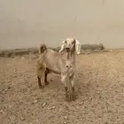 عنز دافع