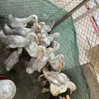 البيع بط على سوم