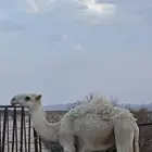 قعود مفرود بوه الفاخر بعير بن عباد