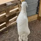 طلي حري هرفي ذبيحة ثلاجه