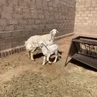 الشملي