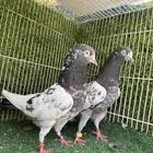 جوز تيدي اساس توب مستوى