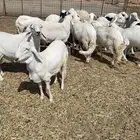 سواكني ابيض