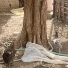 دجاج براهما