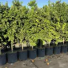 اشجار حمضيات بجميع اصنافها واحجامها   نجران