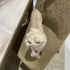 سكوتش فولد