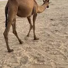 بكره عمرها سنه ونص