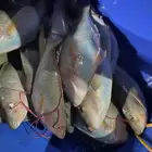 رحلات بحرية من ذهبان