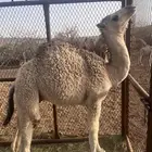 قعود