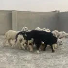 طليان نجد