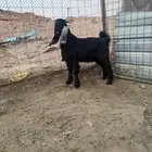 مشروع فحل