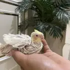 فرخ كروان اليف اللهم بارك ما شاء الله تبارك الرحمن