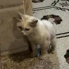 قطة شيرازي للتبني