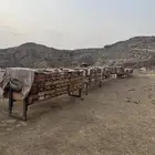 نحل بلدي المنحل قديم من 10 سنوات كله أمهات