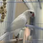 طير ذرة غير اليف